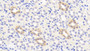 DAB staining on IHC-P; Samples: Rat Kidney Tissue; Primary Ab: 20μg/ml Rabbit Anti-Rat CTTN Antibody Second Ab: 2µg/mL HRP-Linked Caprine Anti-Rabbit IgG Polyclonal Antibody