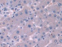 DAB staining on IHC-P; Samples: Mouse Liver Tissue