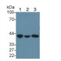 Western Blot; Sample: Lane1: Porcine Brain lysate; Lane2: Mouse Brain lysate; Lane3: Rat Brain lysate; Primary Ab: 1µg/mL Rabbit Anti-Human GNaZ Antibody; Second Ab: 0.2µg/mL HRP-Linked Caprine Anti-Rabbit IgG Polyclonal Antibody;