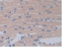 DAB staining on IHC-P; Samples: Mouse Heart Tissue.