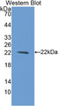 Western Blot; Sample: Recombinant protein.