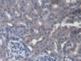 DAB staining on IHC-P; Samples: Mouse Kidney Tissue;  Primary Ab: 20µg/ml Rabbit Anti-Mouse HCFC1 An