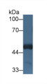 Western Blot; Sample: Mouse Cerebrum lysate; Primary Ab: 1µg/ml Rabbit Anti-Human HCFC1 Antibody Second Ab: 0.2µg/mL HRP-Linked Caprine Anti-Rabbit IgG Polyclonal Antibody