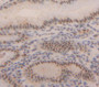 Used in DAB staining on fromalin fixed paraffin- embedded Kidney tissue