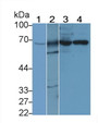 Western Blot; Sample: Lane1: Porcine Stomach lysate; Lane2: Porcine Lymph node lysate; Lane3: Rat Bone marrow lysate; Lane4: K562 cell lysate; Primary Ab: 4μg/ml Rabbit Anti-Human GRK6 Antibody; Second Ab: 0.2µg/mL HRP-Linked Caprine Anti-Rabbit IgG Polyclonal Antibody;