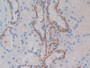 DAB staining on IHC-P; Samples: Human Kidney Tissue; Primary Ab: 10µg/ml Rabbit Anti-Human HGFR Antibody Second Ab: 2µg/mL HRP-Linked Caprine Anti-Rabbit IgG Polyclonal Antibody