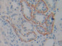 DAB staining on IHC-P; Samples: Human Kidney Tissue)