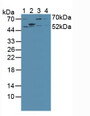 Western Blot; Sample: Lane1: Mouse Lung Tissue; Lane2: Mouse Large Intestine Tissue; Lane3: Human Hela Cells; Lane4: Human Jurkat Cells.