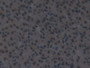 DAB staining on IHC-P; Samples: Mouse Ovary Tissue; Primary Ab: 10µg/ml Rabbit Anti-Mouse IRF2 Antibody Second Ab: 2µg/mL HRP-Linked Caprine Anti-Rabbit IgG Polyclonal Antibody
