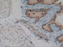 DAB staining on IHC-P; Samples: Mouse Vas Deferens Tissue.