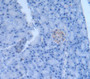 Left/Right Determination Factor 1 (Lefty1) Polyclonal Antibody, Cat#CAU24582