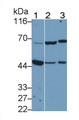 Western Blot; Sample: Recombinant protein.