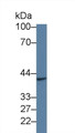 Western Blot; Sample: Mouse Placenta lysate; Primary Ab: 1µg/ml Rabbit Anti-Mouse GFRa2 Antibody Second Ab: 0.2µg/mL HRP-Linked Caprine Anti-Rabbit IgG Polyclonal Antibody