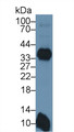 Western Blot; Sample: Mouse Spleen lysate; ; Primary Ab: 3µg/ml Rabbit Anti-Mouse MHCDRb1 Antibody; Second Ab: 0.2µg/mL HRP-Linked Caprine Anti-Rabbit IgG Polyclonal Antibody;