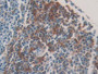 DAB staining on IHC-P; Samples: Mouse Spleen Tissue; Primary Ab: 20µg/ml Rabbit Anti-Mouse MHCDRb1 Antibody Second Ab: 2µg/mL HRP-Linked Caprine Anti-Rabbit IgG Polyclonal Antibody