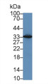 Western Blot; Sample: Mouse Liver lysate; Primary Ab: 5µg/ml Rabbit Anti-Simian MHCDRa Antibody Second Ab: 0.2µg/mL HRP-Linked Caprine Anti-Rabbit IgG Polyclonal Antibody