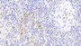 DAB staining on IHC-P; Samples: Porcine Spleen Tissue; Primary Ab: 10μg/ml Rabbit Anti-Porcine MHCDRa Antibody Second Ab: 2µg/mL HRP-Linked Caprine Anti-Rabbit IgG Polyclonal Antibody