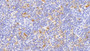 DAB staining on IHC-P; Samples: Porcine Lymph node Tissue; Primary Ab: 10μg/ml Rabbit Anti-Porcine MHCDRa Antibody Second Ab: 2µg/mL HRP-Linked Caprine Anti-Rabbit IgG Polyclonal Antibody