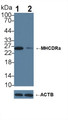 Knockout Varification: ; Lane 1: Wild-type Jurkat cell lysate; ; Lane 2: MHCDRa knockout Jurkat cell lysate; ; Predicted MW: 29kDa ; Observed MW: 25kDa; ; Primary Ab: 3µg/ml Rabbit Anti-Human MHCDRa Antibody; Second Ab: 0.2µg/mL HRP-Linked Caprine Anti-Rabbit IgG Polyclonal Antibody;