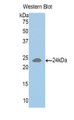 Western Blot; Sample: Recombinant protein.