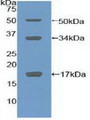 Western Blot; Sample: Recombinant COL10, Mouse.