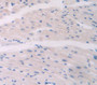 Collagen Type Vi Alpha 1 (Col6A1) Polyclonal Antibody, Cat#CAU24607
