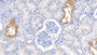 DAB staining on IHC-P; Samples: Porcine Kidney Tissue; Primary Ab: 20µg/ml Rabbit Anti-Porcine NOG Antibody Second Ab: 2µg/mL HRP-Linked Caprine Anti-Rabbit IgG Polyclonal Antibody