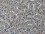 DAB staining on IHC-P; Samples: Porcine Liver Tissue)