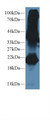 Western Blot; Sample: Mouse Testis lysate; Primary Ab: 2µg/ml Rabbit Anti-Mouse GREM1 Antibody Second Ab: 0.2µg/mL HRP-Linked Caprine Anti-Rabbit IgG Polyclonal Antibody