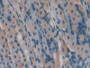 DAB staining on IHC-P; Samples: Mouse Stomach Tissue;  Primary Ab: 20µg/ml Rabbit Anti-Mouse GREM1 A