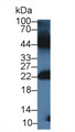 Western Blot; Sample: Mouse Testis lysate; Primary Ab: 3µg/ml Rabbit Anti-Gallus GREM1 Antibody Second Ab: 0.2µg/mL HRP-Linked Caprine Anti-Rabbit IgG Polyclonal Antibody