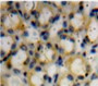 Used in DAB staining on fromalin fixed paraffin-embedded Kidney tissue