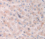 Smad Family Member 3 (Smad3) Polyclonal Antibody, Cat#CAU24648