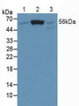 Western Blot; Sample: Lane1: Human K562 Cells; Lane2: Human Hela Cells; Lane3: Human Jurkat Cells.