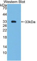 Western Blot; Sample: Recombinant protein.