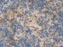 DAB staining on IHC-P; Samples: Rat Spleen Tissue