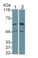 Western Blot; Sample: Recombinant protein.