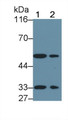 Western Blot; Sample: Recombinant protein.