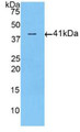 Western Blot; Sample: Recombinant ACVR2A, Human.