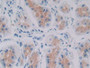 DAB staining on IHC-P; Samples: Human Stomach Tissue; Primary Ab: 30µg/ml Rabbit Anti-Human GDF6 Antibody Second Ab: 2µg/mL HRP-Linked Caprine Anti-Rabbit IgG Polyclonal Antibody