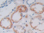 DAB staining on IHC-P; Samples: Human Kidney Tissue