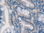 DAB staining on IHC-P; Samples: Human Stomach Tissue; Primary Ab: 20µg/ml Rabbit Anti-Human GDF5 Antibody Second Ab: 2µg/mL HRP-Linked Caprine Anti-Rabbit IgG Polyclonal Antibody