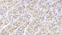 DAB staining on IHC-P; Samples: Human Stomach Tissue; Primary Ab: 20μg/ml Rabbit Anti-Human GDF5 Antibody Second Ab: 2µg/mL HRP-Linked Caprine Anti-Rabbit IgG Polyclonal Antibody