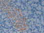 DAB staining on IHC-P; Samples: Rat Pancreas Tissue; Primary Ab: 20µg/ml Rabbit Anti-Rat GDF1 Antibody Second Ab: 2µg/mL HRP-Linked Caprine Anti-Rabbit IgG Polyclonal Antibody