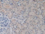 DAB staining on IHC-P; Samples: Mouse Kidney Tissue.