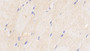 DAB staining on IHC-P; Samples: Bovine Skeletal muscle Tissue; Primary Ab: 20μg/ml Rabbit Anti-Bovine BMP3 Antibody Second Ab: 2µg/mL HRP-Linked Caprine Anti-Rabbit IgG Polyclonal Antibody