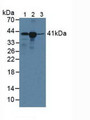 Western Blot; Sample: Lane1: Human Lymphocytes Cells; Lane2: Human A431 Cells; Lane3: Porcine Liver Tissue.