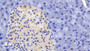 DAB staining on IHC-P; Samples: Mouse Pancreas Tissue; Primary Ab: 20µg/ml Rabbit Anti-Mouse LAMC1 Antibody Second Ab: 2µg/mL HRP-Linked Caprine Anti-Rabbit IgG Polyclonal Antibody