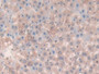 DAB staining on IHC-P; Samples: Rat Liver Tissue; Primary Ab: 10µg/ml Rabbit Anti-Rat LAMb3 Antibody Second Ab: 2µg/mL HRP-Linked Caprine Anti-Rabbit IgG Polyclonal Antibody