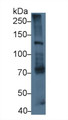 Western Blot; Sample: Mouse Lung lysate; Primary Ab: 3µg/ml Rabbit Anti-Mouse LAMb3 Antibody Second Ab: 0.2µg/mL HRP-Linked Caprine Anti-Rabbit IgG Polyclonal Antibody